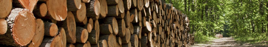 mega_forestry_header1 - MEGA